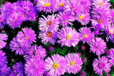 Aster nowobelgijski ISLAND BARBADOS