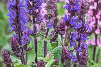 Szałwia omszona MIDNIGHT PURPLE