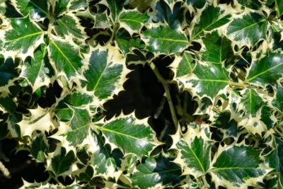 Ostrokrzew kolczasty SILVER QUEEN