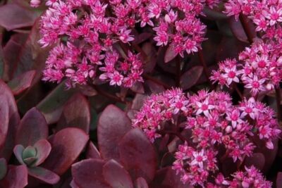 Rozchodnik SUNSPARKLER FIRECRACKER