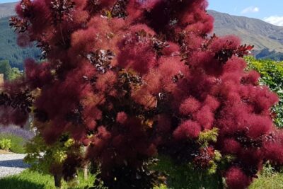 Perukowiec podolski GRACE