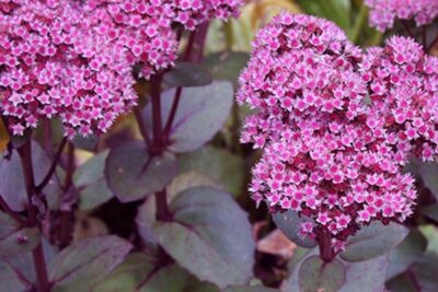 Rozchodnik ORIENTAL DANCER