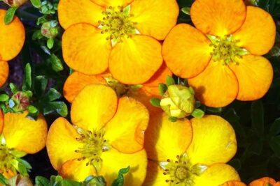 Pięciornik krzewiasty BELLA APPLE