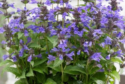 Kocimiętka kubańska NEPTUNE