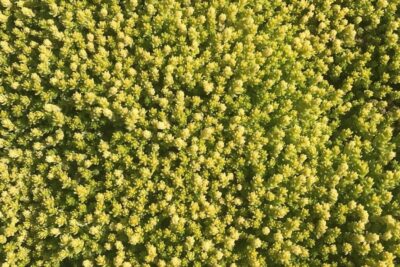 Rozchodnik ostry YELLOW QUEEN