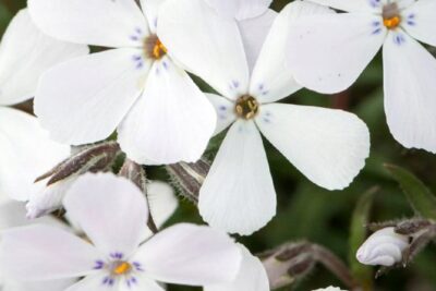 Płomyk Floks szydlasty WHITE DELIGHT