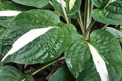 Funkia Hosta WHITE BIKINI