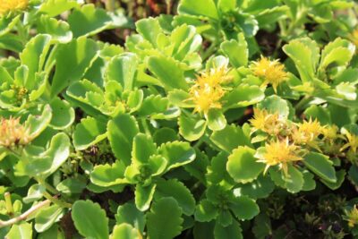 Rozchodnik kamczacki ELLACOMBIANUM