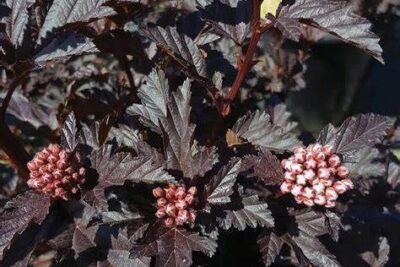 Pęcherznica kalinolistna PANTHER