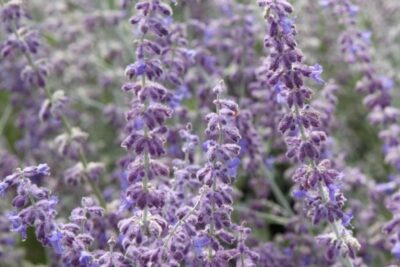 Perovskia łobodolistna LITTLE SPIRE