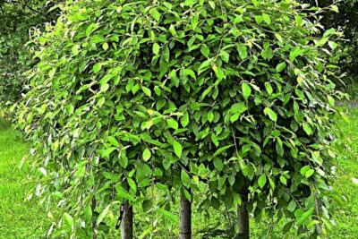 Wierzba IWA KILMARNOCK