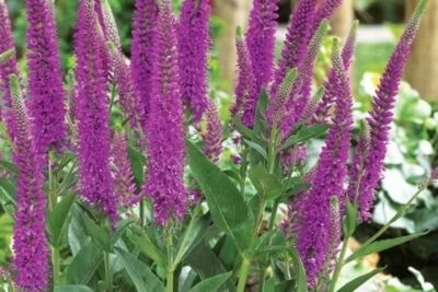 Przetacznik kłosowy FIRST MATCH