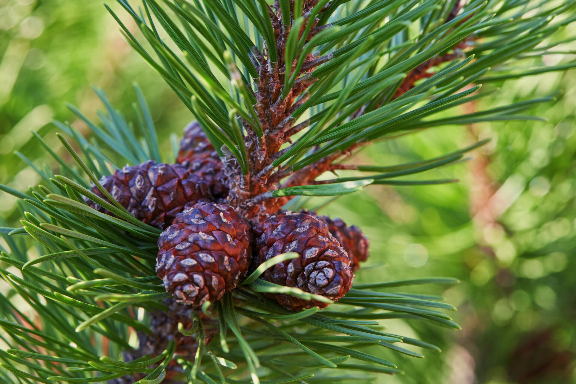 Sosna bośniacka IRISH BELL szczepiona