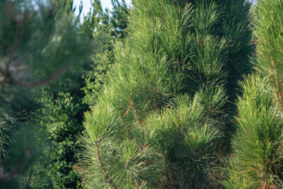 Sosna czarna GREEN TOWER szczepiona