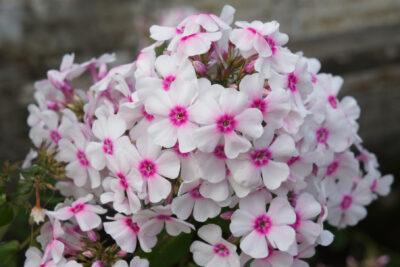 Płomyk wiechowaty Floks GRAFF ZEPPELIN