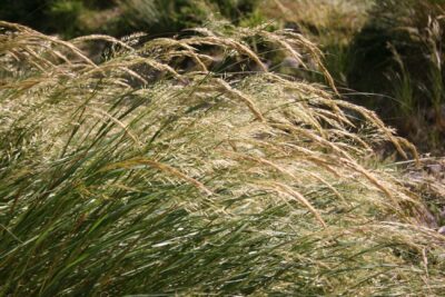 Smiałek darniowy GOLDSCHLEIER