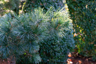 Sosna pospolita CHANTRY BLUE szczepiona