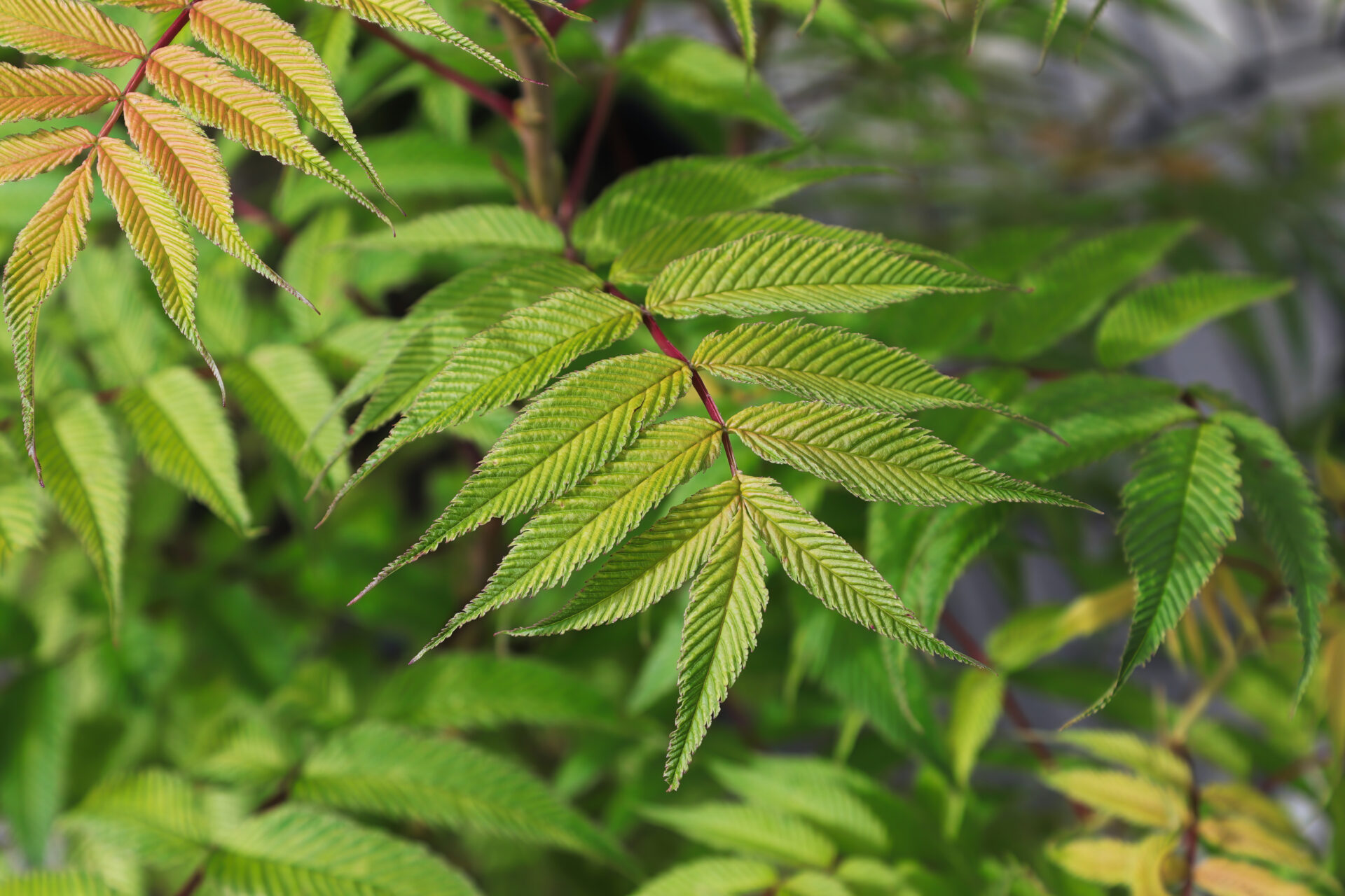 Tawlina jarzębolistna SEM - obrazek 3