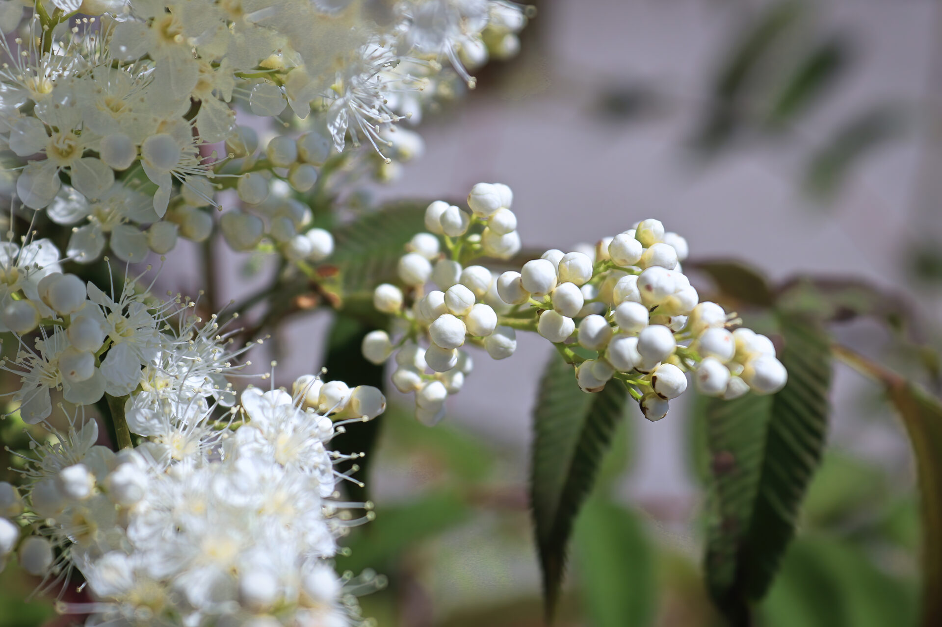 Tawlina jarzębolistna SEM - obrazek 4