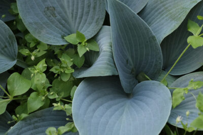 Funkia Hosta HADSPEN BLUE