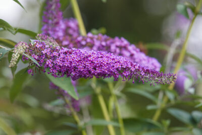 Budleja Davida ZOFIA