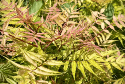 Tawlina jarzębolistna SEM