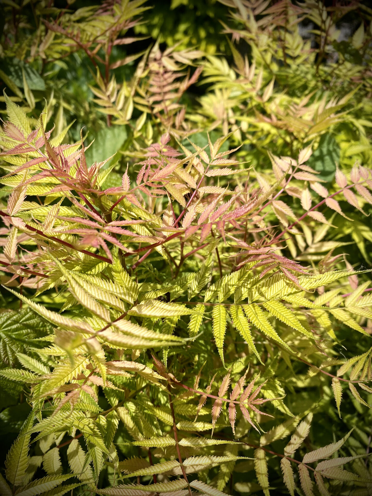 Tawlina jarzębolistna SEM