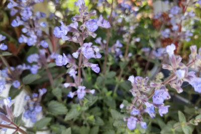 Kocimiętka SIX HILLS GIGANT GOLD