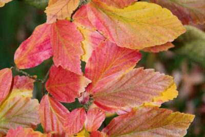 Parocja perska PERSIAN SPIRE