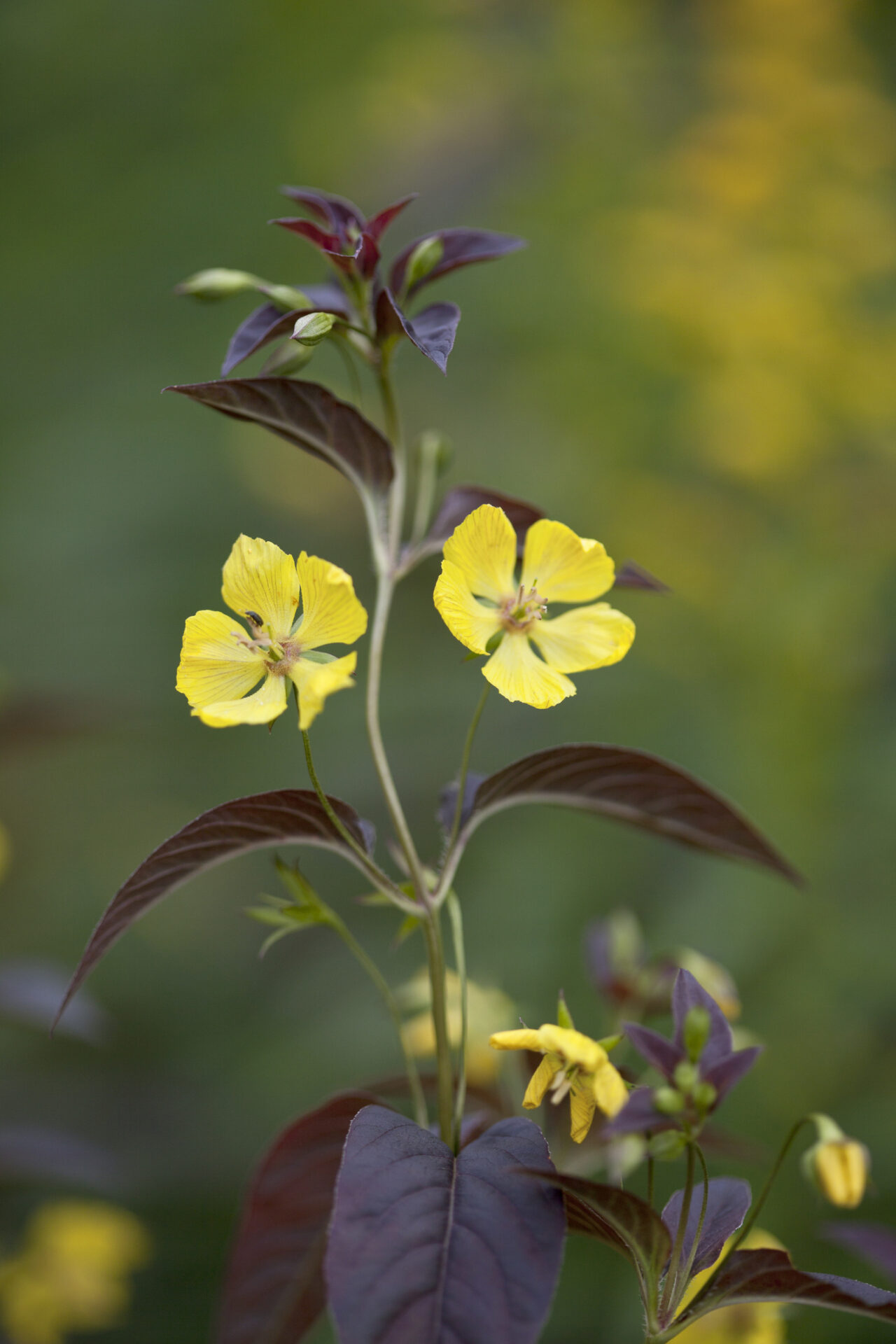 Tojeść orzęsiona FIRECRACKER - obrazek 2