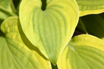Funkia Hosta MOON SPLIT