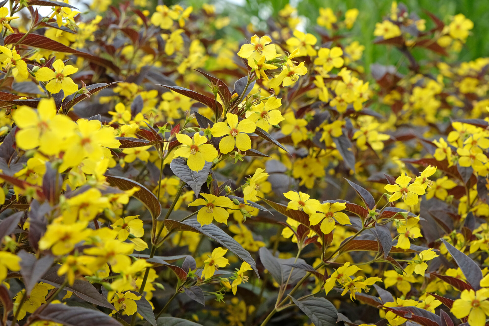 Tojeść orzęsiona FIRECRACKER