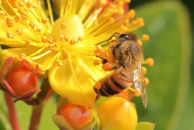 Zadrzewnia nadbrzeżna HONEYBEE