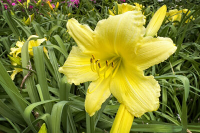 Liliowiec ogrodowy FRAGRANT REFLECTION