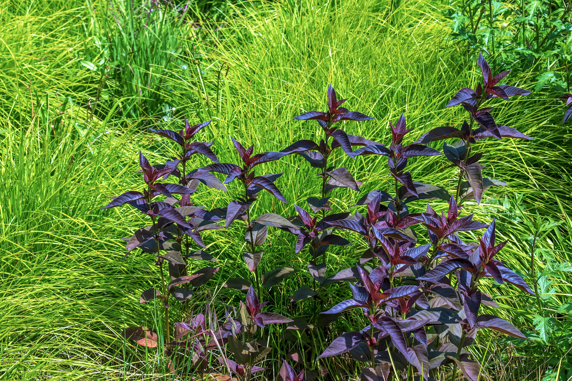 Tojeść orzęsiona FIRECRACKER - obrazek 4