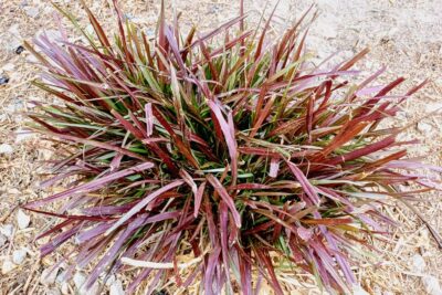 Trawa ozdobna Hakonechloa smukła MULLED WINE