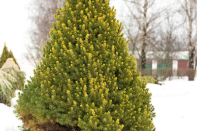 Świerk biały RAINBOW'S END