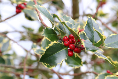 Ostrokrzew kolczasty RUBRICAULIS AUREA