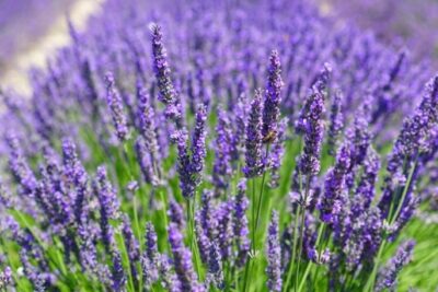 Lawenda pośrednia GROSSO