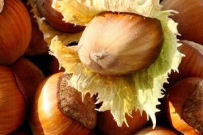 Leszczyna ORZECH laskowy BARCELOŃSKI pyszny MIGDAŁOWY