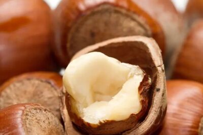 Leszczyna ORZECH laskowy OLBRZYMI Z HALLE wybitnie SMACZNA ODMIANA