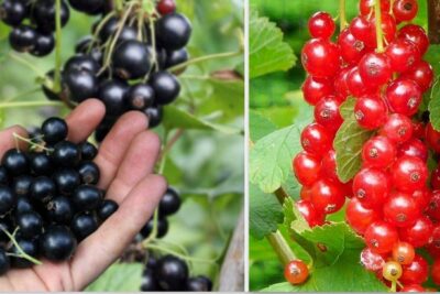 Porzeczka DUO czarna i czerwona