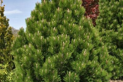 Sosna bośniacka MALINKI sczepiona