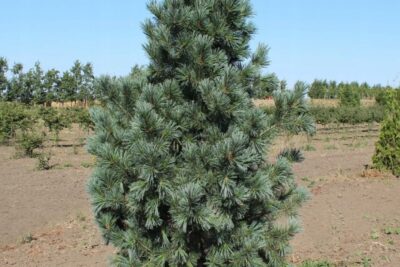Sosna giętka VANDERVOLF'S PYRAMID szczepiona