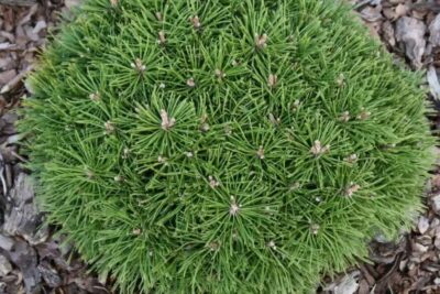 Sosna górska BENJAMIN szczepiona