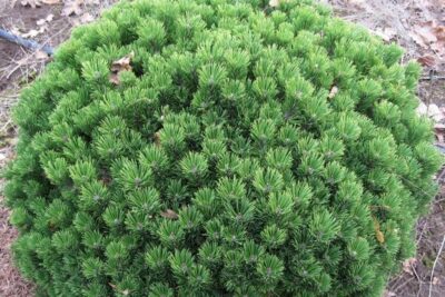 Sosna górska SHERWOOD COMPACT szczepiona