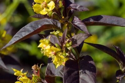 Tojeść orzęsiona FIRECRACKER