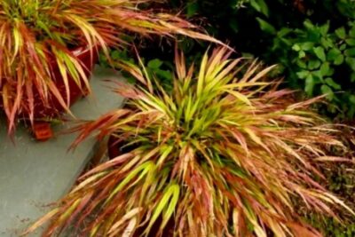 Trawa ozdobna Hakonechloa smukła MULLED WINE