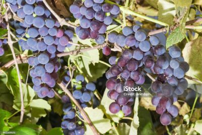 Winogrona winorośl ALWOOD