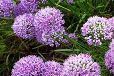 Czosnek bylinowy LITTLE SAPHIRE